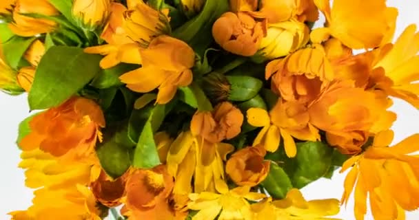 Ένας μεγάλος αριθμός λουλουδιών καλέντουλας κοντά, χρονικό διάστημα — Αρχείο Βίντεο