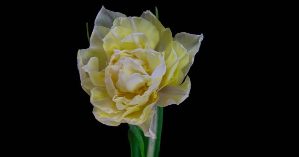 Timelapse van witte tulp bloem bloeien op zwarte achtergrond. — Stockvideo