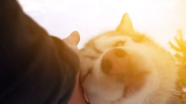 A man stroking a sled dog in sunny weather, slow motion