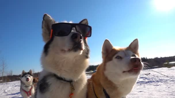 Ritratto di un cane in occhiali da sole, cinema, nevicate — Video Stock