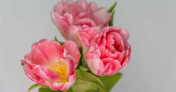 Timelapse van roze tulpen bloem bloeien op witte achtergrond. — Stockvideo