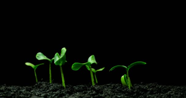 Crecimiento de planta de pepino verde lapso de tiempo. Timelapse siembra, primer plano naturaleza agricultura disparar. Brotan vegetales del suelo. macro — Vídeo de stock