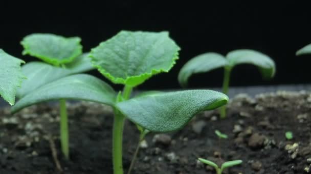 Movimiento de la cámara más allá de los brotes jóvenes en crecimiento de las plántulas de pepino, disparos macro, vueltas hiper, lapso de tiempo — Vídeo de stock