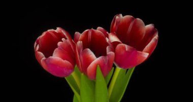 Beyaz arka planda açan kırmızı lalelerin zamanlaması.