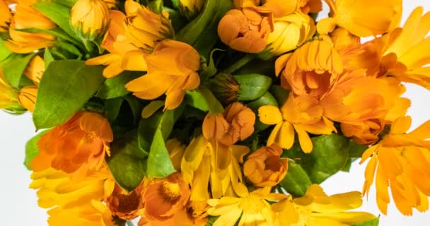 A large number of calendula flowers close-up, time lapse — Stock Video