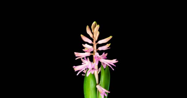 4K Time Lapse of turns and opening pink Hyacinth flower, isolado em fundo preto. Tempo-lapso de abertura botões de flores . — Vídeo de Stock