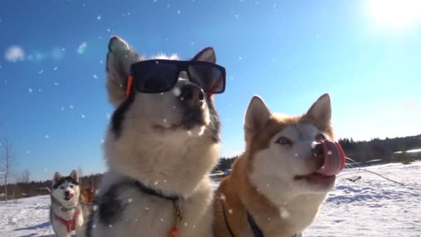 Портрет собаки в сонцезахисних окулярах, кінотеатр, снігопад — стокове відео