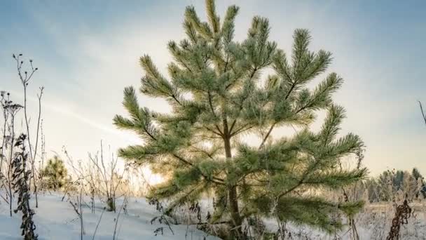 Проміжок часу красивого зимового пейзажу, молодого соснового дерева на тлі красивого зимового неба — стокове відео