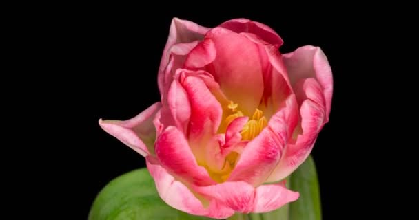 Timelapse van roze tulp bloem bloeien op zwarte achtergrond. — Stockvideo