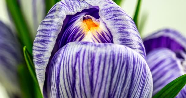 Crocus florissants timelapse isolés sur blanc. Gros plan : fleurs et bourgeons de crocus violet, feuilles vertes. macro. 4k — Video