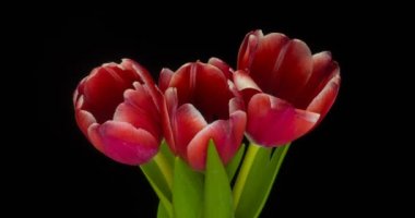 Beyaz arka planda açan kırmızı lalelerin zamanlaması.