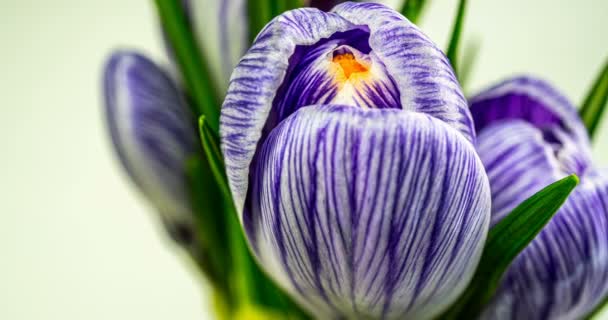 Тімелапс квітучі крокуси ізольовані на білому. Крупним планом: фіолетові квіти і бутони, зелене листя. макро. 4k — стокове відео