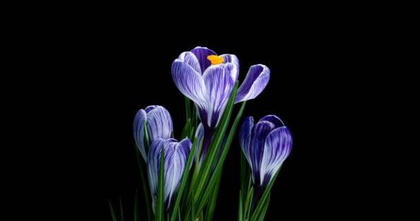 Timelapse de varias flores de azafrán violeta crecen, florecen y se desvanecen sobre fondo negro — Vídeo de stock