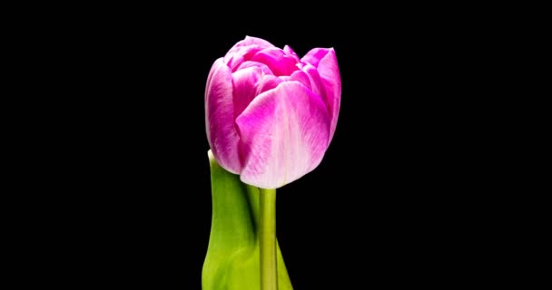 Timelapse de flor de tulipán rojo floreciendo sobre fondo negro, — Vídeo de stock