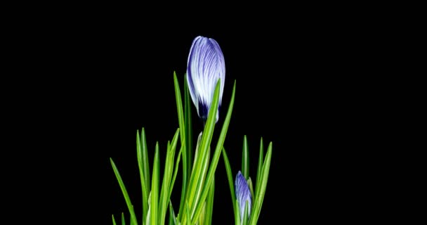 Timelapse of several violet crocus flowers grow, blooming and fading on black background — стоковое видео