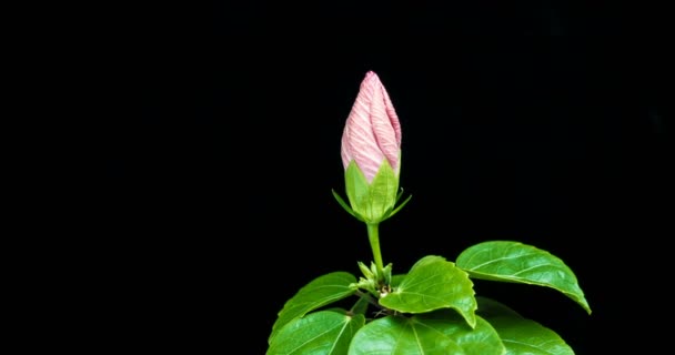 Timelapse de la flor de hibisco floreciendo sobre un fondo negro — Vídeos de Stock