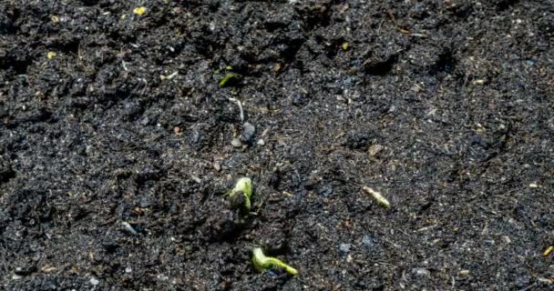 Yerden salatalık filizleri, zaman geçidi, makro — Stok video