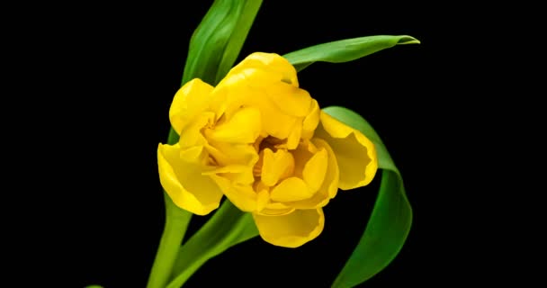 Время открытия желтого тюльпана на черном фоне — стоковое видео