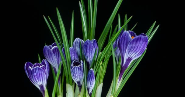 Timelapse av flera violetta krokusar blommor vÃ ¤xa, blommar och bleknar pÃ ¥svart bakgrund — Stockvideo