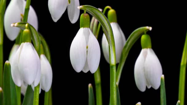 Detailní hromada jarní sněhové kapky květiny a kvetoucí na tmavém pozadí, časová prodleva scény. alfa kanál — Stock video