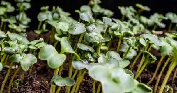 Camera travel past a growing radish, macro photography, time lapse — Stock Video