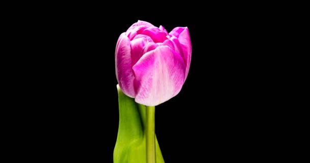 Včasná červená tulipán květ kvetoucí na černém pozadí, — Stock video