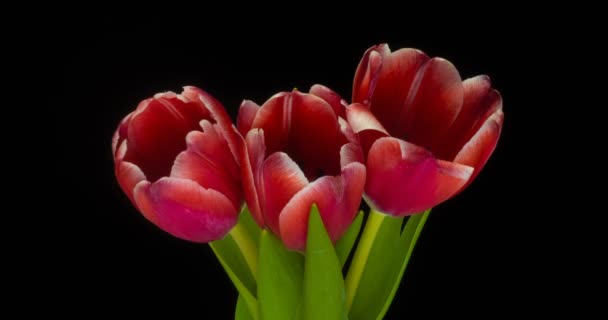 Timelapse квітка червоних тюльпанів, що квітуть на білому тлі . — стокове відео