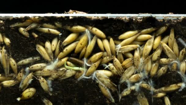 根系的发育及其从燕麦中生长，植物从地面生长，时间的流逝，生命起源的概念. — 图库视频影像