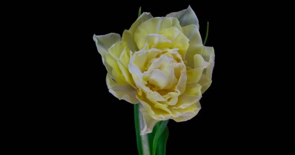 Zeitraffer weißer Tulpenblume, die auf schwarzem Hintergrund blüht. — Stockvideo