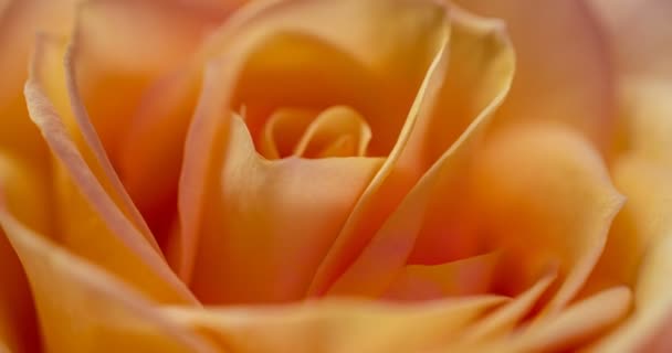 Beau fond rose crème rose. Floraison rose fleur ouverte, laps de temps, gros plan. Fond de mariage, concept de Saint Valentin. 4K, timelapse vidéo — Video