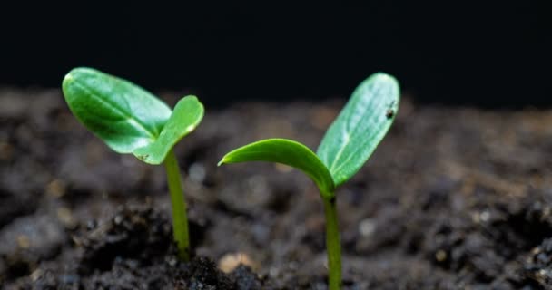 緑のキュウリの植物の時間の経過を育てる。タイムラプスの種子、自然農業の撮影を閉じます。地面から野菜が発芽します。マクロ — ストック動画