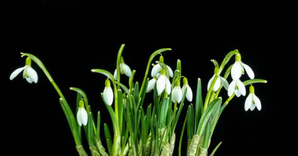 Heap close-up de flores de queda de neve primavera e florescendo em um fundo escuro, cena lapso de tempo. canal alfa — Vídeo de Stock