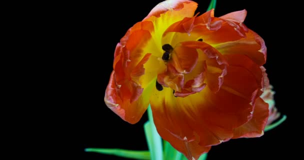 Laps de temps d'ouverture des tulipes rouges sur fond noir, canal alpha. — Video