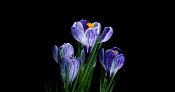 Timelapse of several violet crocus flowers grow, blooming on black background, format with ALPHA transparency channel isolated on black background, spring, easter — стоковое видео