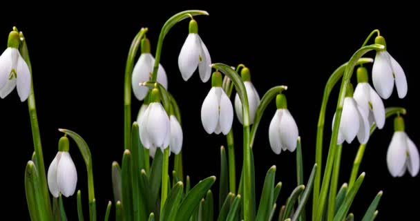 Primer plano montón de flores de primavera nevada y la floración sobre un fondo oscuro, escena de lapso de tiempo. canal alfa — Vídeos de Stock