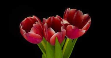 Beyaz arka planda açan kırmızı lalelerin zamanlaması.