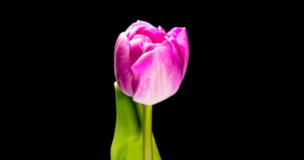 Timelapse de flor de tulipán rojo floreciendo sobre fondo negro, — Vídeo de stock