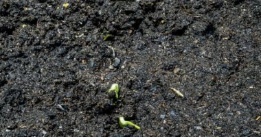 Yerden salatalık filizleri, zaman geçidi, makro