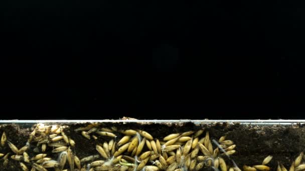 Lo sviluppo delle radici e la loro crescita dai chicchi d'avena e la crescita delle piante da terra, time lapse, concetto dell'origine della vita. — Video Stock