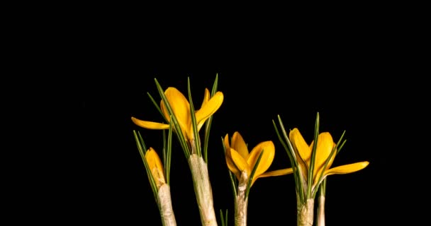 노란 크로커스 꽃이 피는 시기는 검은 배경에 있다. 4K. — 비디오