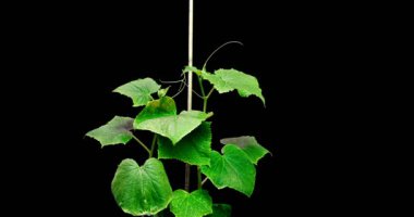İki salatalığın büyümesi siyah bir arka planda bir desteğe, bir zaman dilimine tutunmaya çalışıyor. Salatalık destek arıyor..