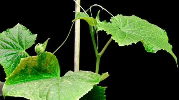 The growth of two cucumbers seeking to cling to a support, a period of time, on a black background. Cucumber in search of support. 1080p — Stock Video