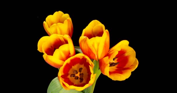 Żółte czerwone tulipany. Zbliżenie bukietu tulipanów na czarnym tle. Piękny bukiet kolorowych tulipanów. Makro strzał. Wiosna, Szczęśliwego Dnia Matki, Walentynki, Wielkanoc, 4k — Wideo stockowe