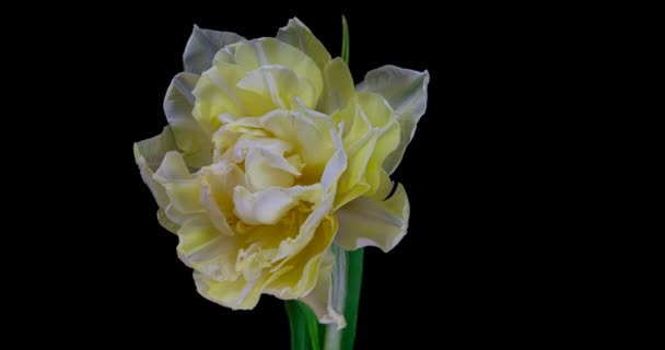 Timelapse of open white Tulip format with ALPHA transparency channel isolated on black background, Spring time, Happy Mothers Day, Valentines Day, Easter, 4k — стокове відео