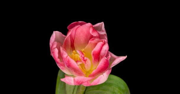 Timelapse de apertura de formato tulipán rosa con canal de transparencia ALPHA aislado sobre fondo negro, Primavera, Feliz Día de las Madres, Día de San Valentín, Pascua, 4k — Vídeos de Stock