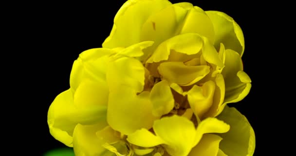 Gele tulp opening tijd vervallen op zwarte achtergrond, alfa kanaal. Macro schieten. op zwarte achtergrond, Lente in Europa, Gelukkige Moederdag, Valentijnsdag, Pasen, 4k. — Stockvideo