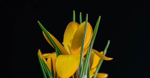 Timelapse żółty kwiat krokusa kwitnący na czarnym tle. 4K. — Wideo stockowe