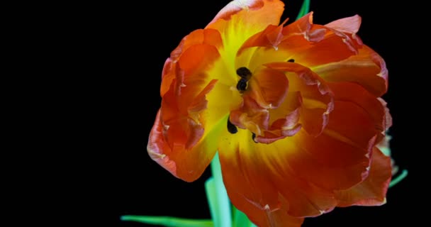 Laps de temps d'ouverture des tulipes rouges sur fond noir, canal alpha. — Video