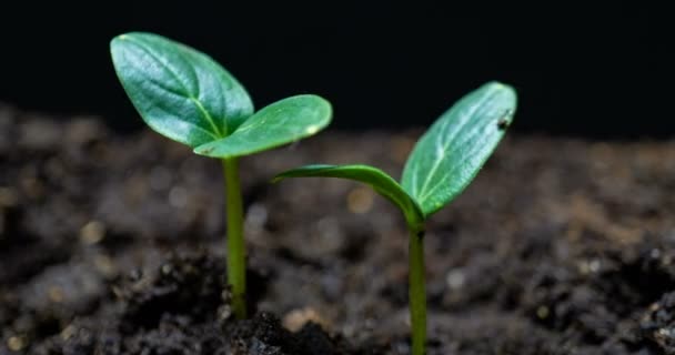 Растущий зеленый огурец растение время истекает. Сроки выращивания семян, природа, культура. Овощи растут из земли. macro — стоковое видео