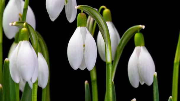 A bouquet of spring galanthus on a black background, spring snowdrops, time lapse — Stock Video